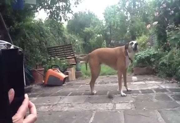 Chien chante au son de l’accordéon