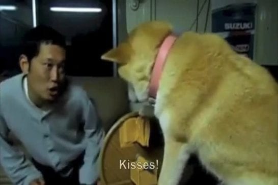 Chien japonais ne veut pas baiser