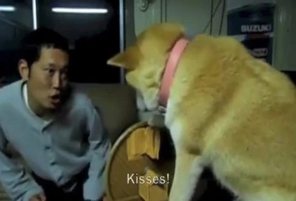 Chien japonais ne veut pas baiser