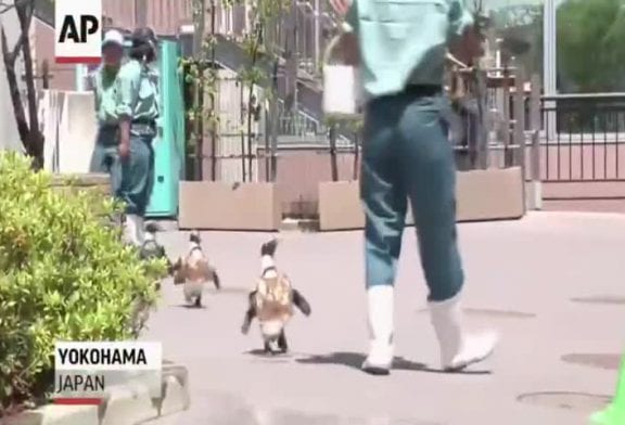 Pingouin en boubou pour célébrer le sommet Japon Afrique