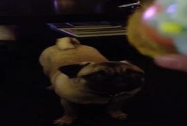 Chien passe la langue dès que le jouet grince