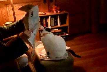 Chat veut des câlin pendant que son maître lit un livre