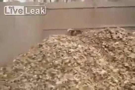 Husky devient fou dans un tas de feuilles mortes