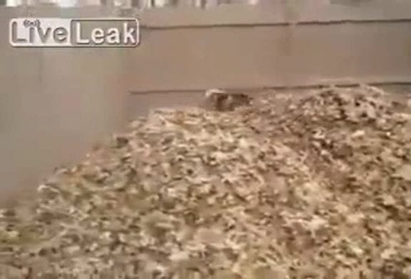 Husky devient fou dans un tas de feuilles mortes