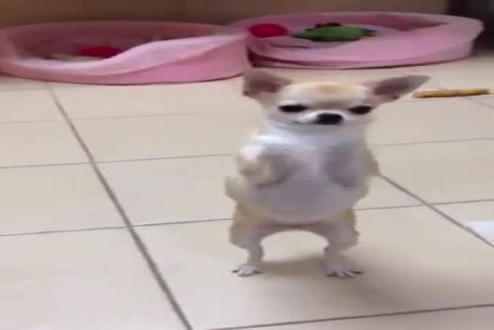 Danse de Chihuahua