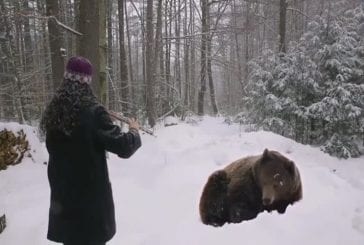 Flûtiste réussit à endormir un ours