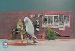 Compilation d’animaux qui font du skateboard