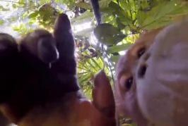 GoPro HERO3+ Black Edition