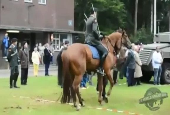 Cheval s’ennuie durant une réunion des anciens combattants