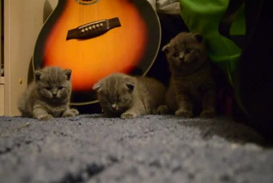 Mignons chatons s’endorment en même temps