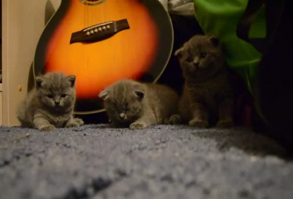 Mignons chatons s’endorment en même temps