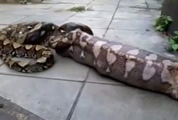 Un serpent recrache un chien