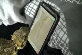Dragon de Comodo joue sur Ipad