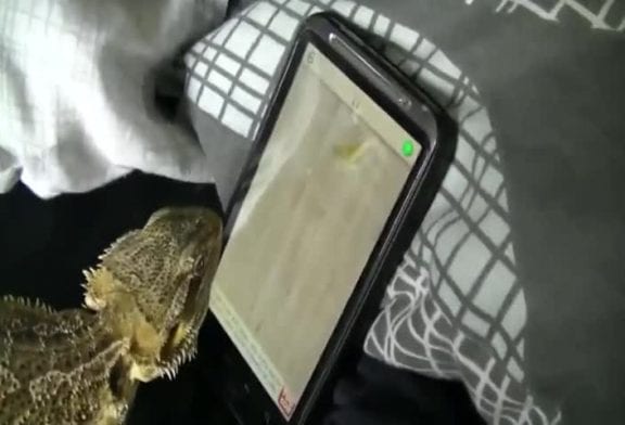 Dragon de Comodo joue sur Ipad