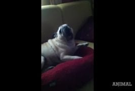 Carlins chante du Death Metal