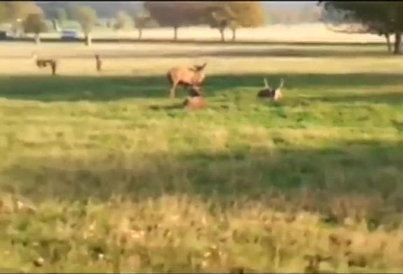 Mouvement de panique dans un parc