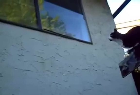 Chat fait du parkour