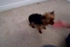 Le plus intelligent yorkshire