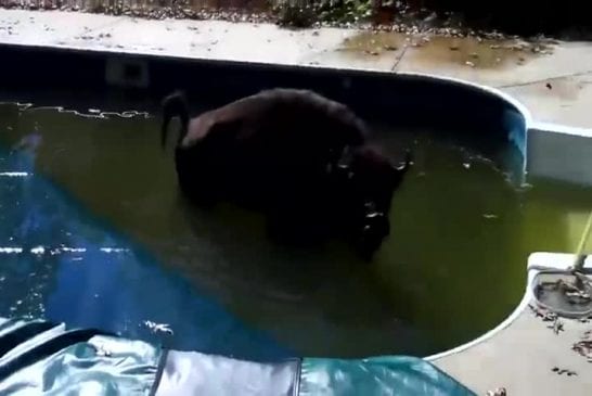 Buffle dans une piscine