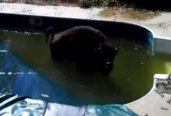 Buffle dans une piscine