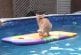 Chat fait du surf dans la piscine