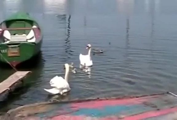 Combat de chien contre cygne