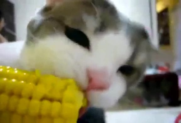 Chaton aime le maïs