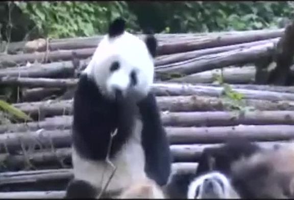 Eternuements de panda