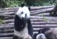 Eternuements de panda