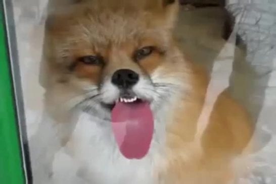 Firefox a rencontré un problème avec Windows
