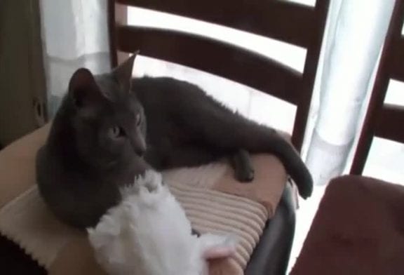 Je suis un chat et maintenant je suis un lapin