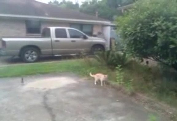 Oiseau brutalise un chat