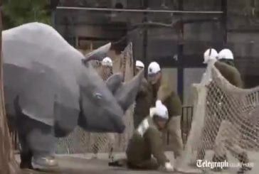 Japonais s’entraîne à maitriser des animaux évadés du zoo