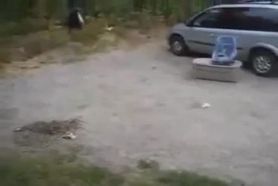 Intrépide chaton