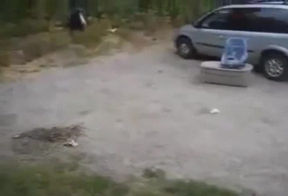Intrépide chaton