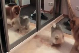 Chien est téléporté à travers ces miroirs