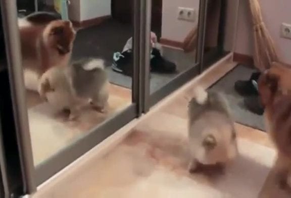 Chien est téléporté à travers ces miroirs