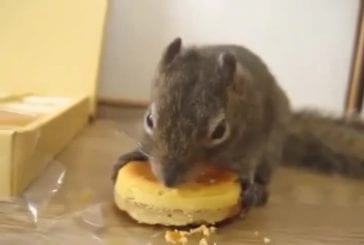 Ecureuil mange des gâteaux au fromage