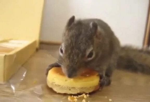 Ecureuil mange des gâteaux au fromage