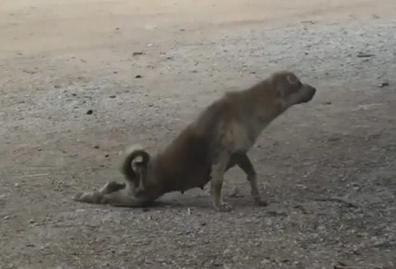 Donner à ce chien un oscar