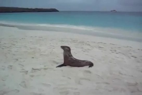 Bébé lion de mer est très fatigué