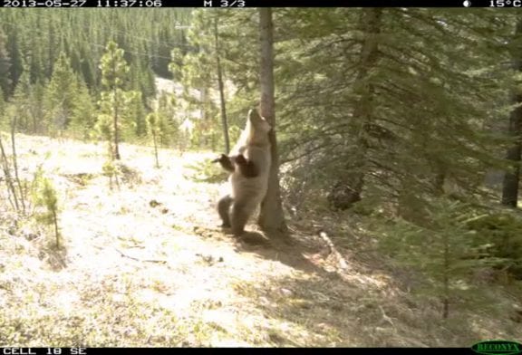 Que font les ours quand personne ne regarde