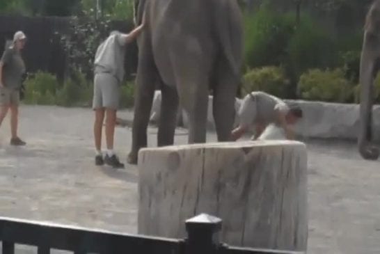 Grimper sur un éléphant FAIL