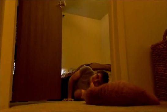 Le chat le plus ennuyeux du monde