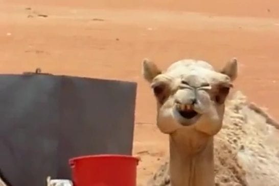 Machouillement d’un chameau