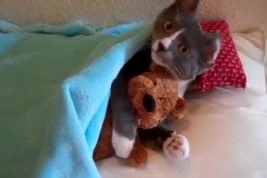 Minou fait des calins à un ours en peluche