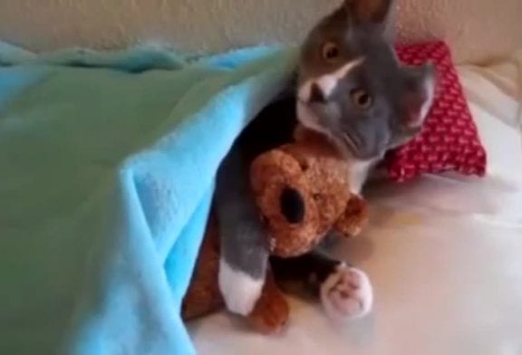 Minou fait des calins à un ours en peluche