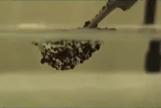 Fourmis poussées sous la surface de l’eau