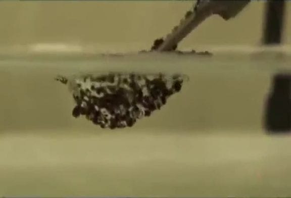 Fourmis poussées sous la surface de l’eau