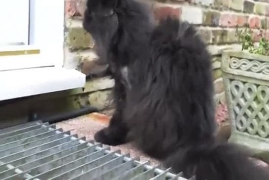Deux pattes de chat se déplace très bien